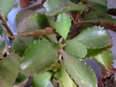 玉吊钟叶子枯萎什么情况