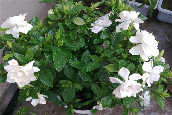 栀子花怎么养才长得好(栀子花怎样养才能长的旺盛)