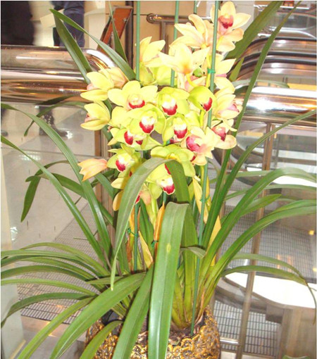 大花蕙兰叶子发黄发焦一碰就掉