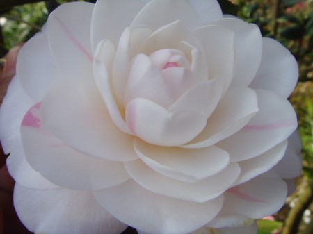 茶花一直不长是什么原因?