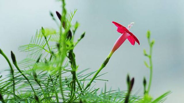 茑萝什么时候开花(茑萝何时开花)