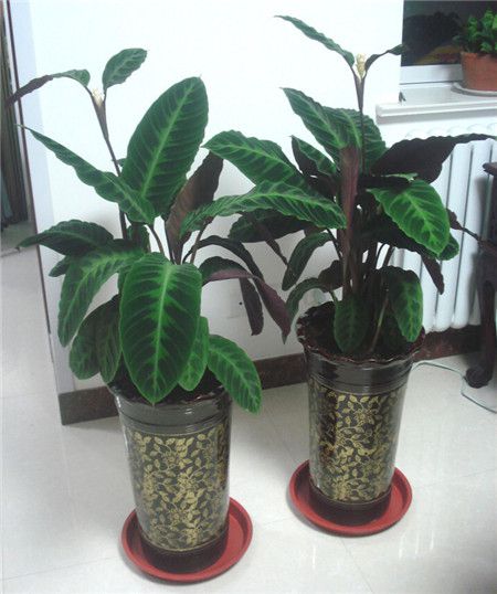 一帆风顺叶子尖发黑枯萎像烧焦