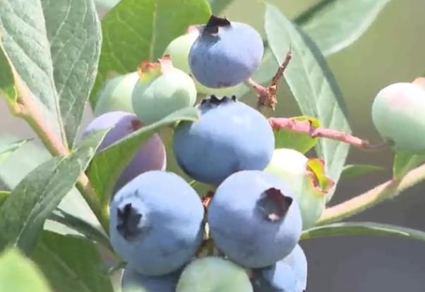 吃蓝莓真的有用吗