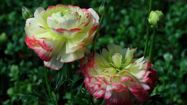 花毛茛的分株繁殖方法(花毛茛怎么分盆)