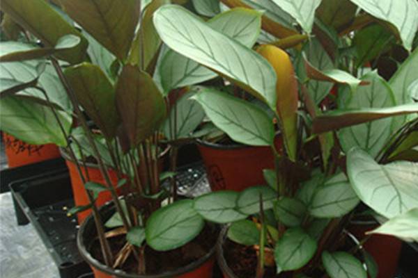 天鹅绒竹芋的叶子为什么变黄黄叶枯萎的原因及补救办法(一帆风顺叶子尖发黑枯萎像烧焦)