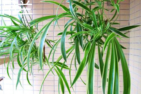 兰花和吊兰哪个好养啊