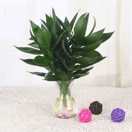 观音竹叶子变黄了应该怎么补救