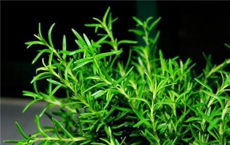 迷迭香用什么花盆