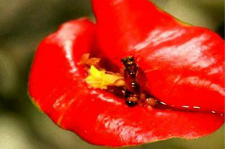 嘴唇花长什么样