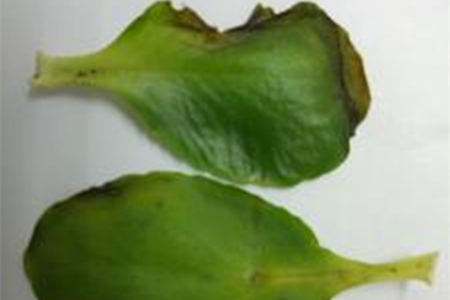 长寿花黄叶子边缘枯萎怎么办