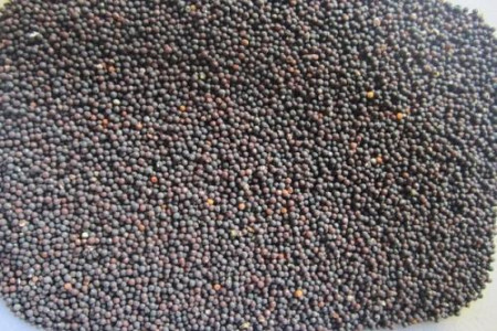 满天星怎么养 盆栽种子