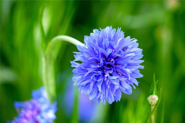 矢车菊怎么过冬(矢车菊怕冻吗)