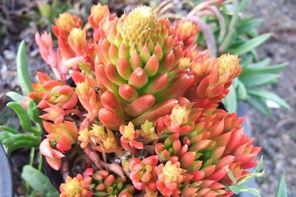 瓦松家庭养护常见问题及处理方法(瓦松怎么养栽培)