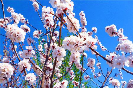 盆栽杏花怎么养