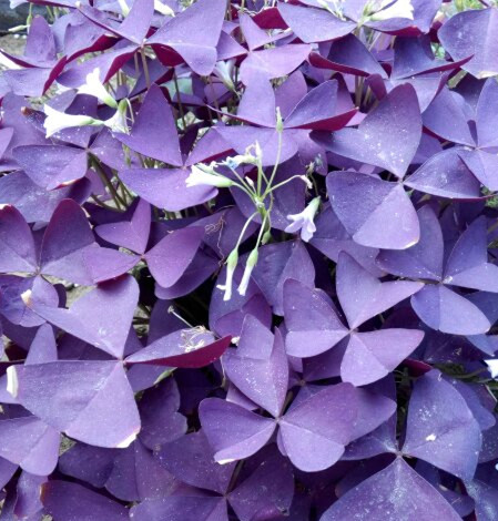 紫叶酢浆草如何爆盆视频