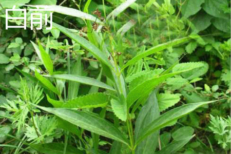 白薇是不是白前