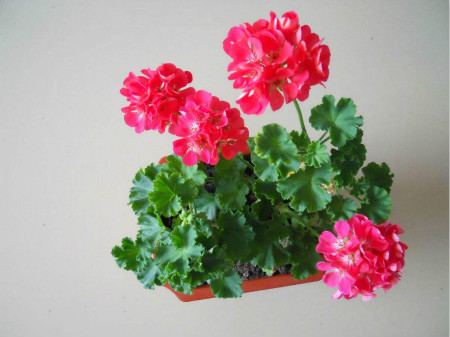 天竺葵为什么不长