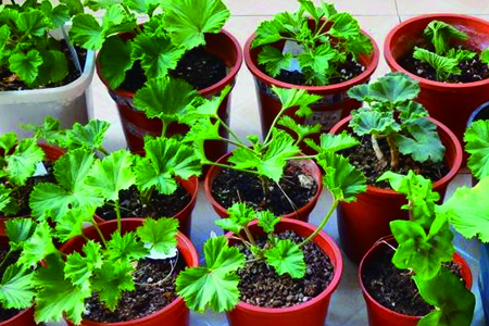 大花天竺葵怎么扦插