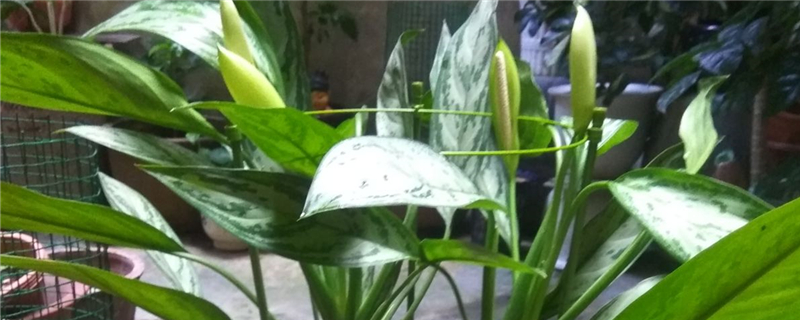 银皇后叶子发黄怎么办处理方法黄叶枯萎的原因(银皇后为什么会黄叶)