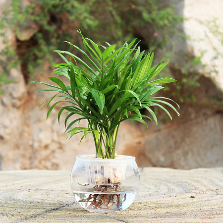 袖珍椰子长不大吗