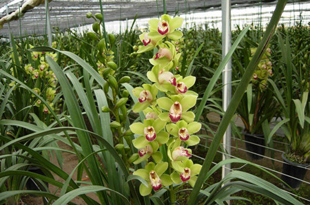 大花蕙兰叶子发黄发焦一碰就掉