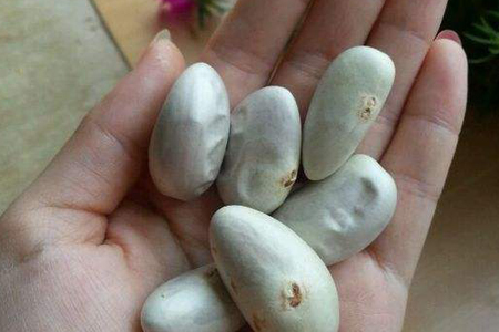 菠萝蜜种子盆栽的教程图解