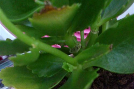 长寿花黄叶子边缘枯萎怎么办