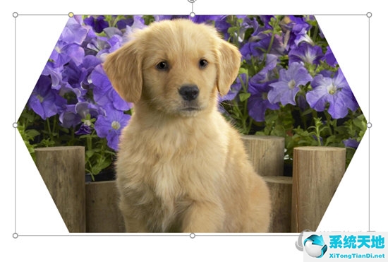 ppt里面的图片如何设置形状(ppt如何设置图片的形状)