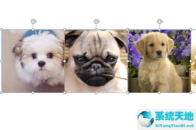 ppt设置图片滚动(ppt里怎么让图片滚动)