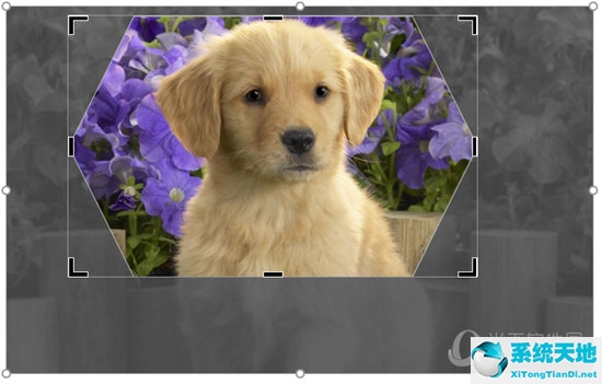 ppt里面的图片如何设置形状(ppt如何设置图片的形状)