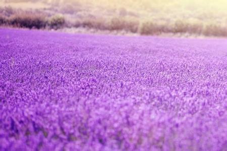 薰衣草修剪方法如下