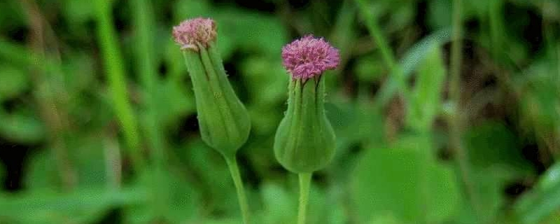 一点红的养殖方法和注意事项(一点红植物怎么养)