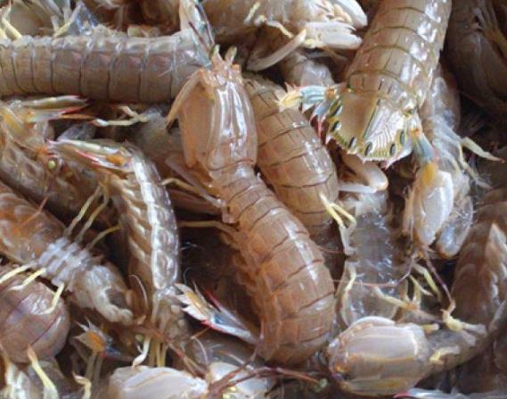 皮皮虾过夜了能吃吗