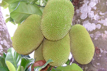 菠萝蜜怎么养熟