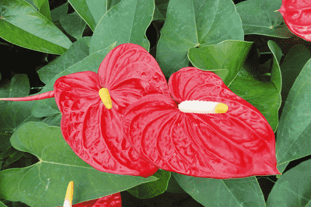 红掌怎么养长得快一盆给多少骨粉