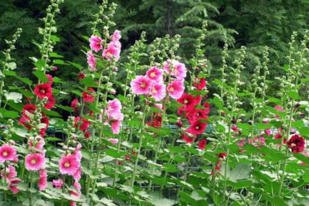 蜀葵的繁殖方法有哪些