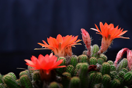 仙人指和蟹爪兰的区别