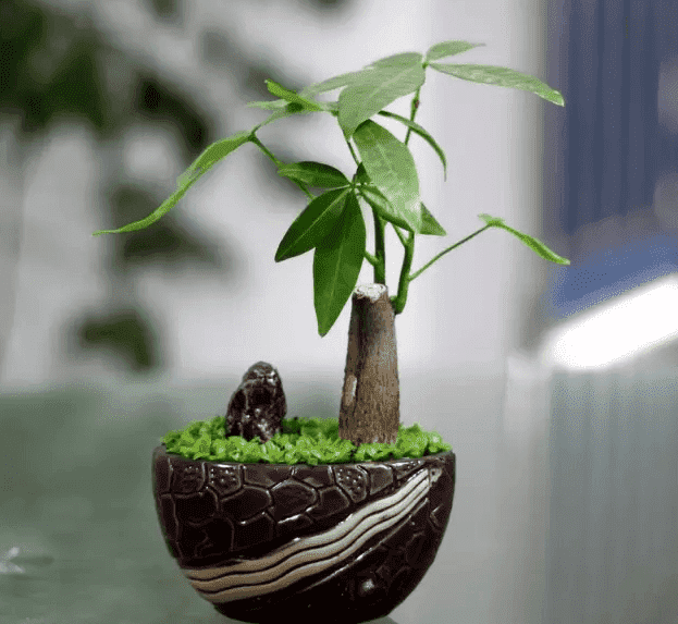 家里的角落怎么布置