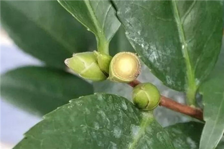 茶花开的花朵打蔫蔫了是什么原因