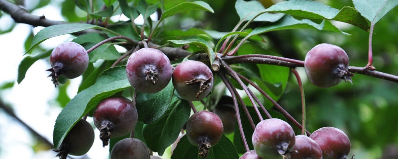 海棠果如何养(海棠果种植方法和注意事项)