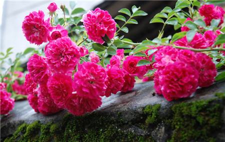 蔷薇花的功效和作用禁忌