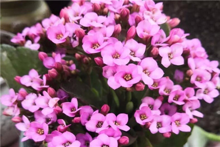 现在能不能修剪