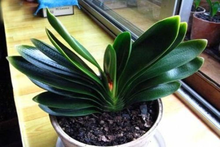 君子兰叶子长偏了怎么矫正