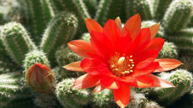 仙人指的养殖方法(仙人指和蟹爪兰的区别)