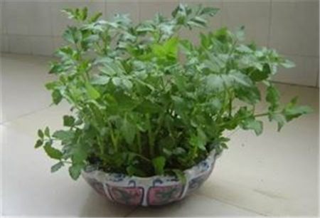 阳台种芹菜为什么不爱长