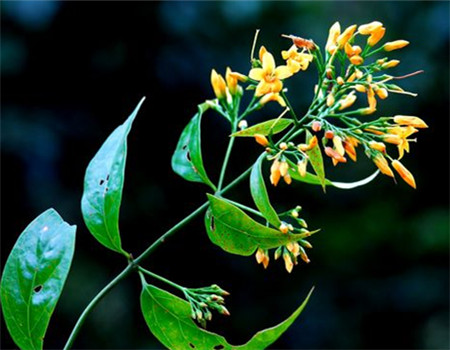 断肠草对人体有什么危害