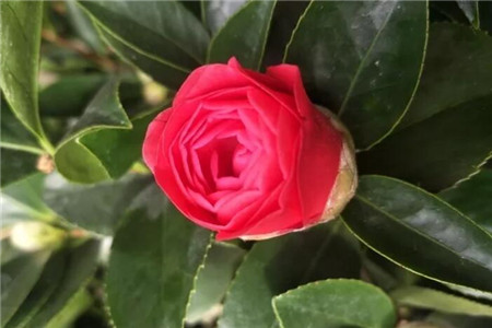 茶花开的花朵打蔫蔫了是什么原因