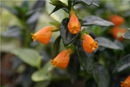 金鱼花的养殖方法及注意事项?