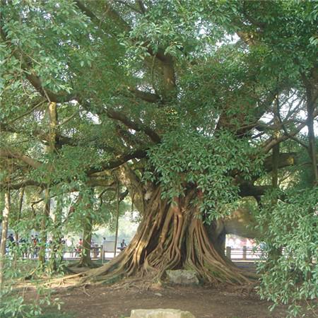 榕树气根生出后怎样才能更粗壮