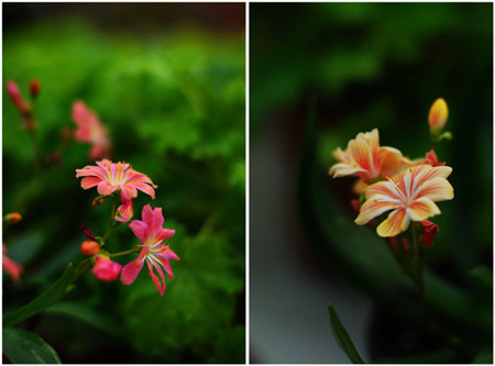 露薇花用什么土种
